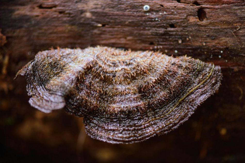 Zoccolo Nero (Phellinus Linteus): scheda tecnica completa